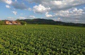 Inclusão dos produtores | 31 de maio: um dia para falar de tabaco