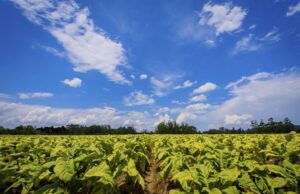 Meio Ambiente: incentivo às boas práticas agrícolas