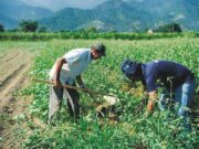 Alimentos | Agricultura familiar é a oitava maior produtora do mundo
