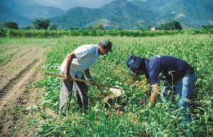 Alimentos | Agricultura familiar é a oitava maior produtora do mundo