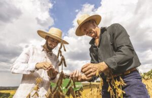 Produtores rurais | Sicredi disponibiliza R$ 60 bilhões para safra 2023/2024