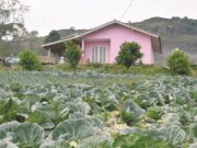 Programa habitacional | Agricultores podem propor construção de casas