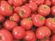 Bolso do consumidor | Em um mês, custo da cesta básica cai 4,30% em Santa Cruz