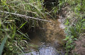 Meio Ambiente | Lei inclui recuperação de nascentes na legislação ambiental