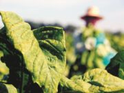 Tabaco | Audiência discute futuro da cadeia produtiva