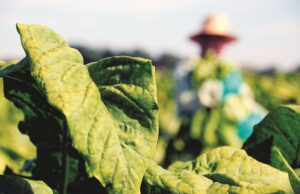 Tabaco | Audiência discute futuro da cadeia produtiva