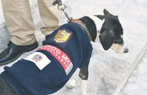 Proteção | Fardas em desuso são transformadas em agasalhos para cães e gatos
