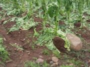 Tabaco | Pagamento do auxílio danos às lavouras chega a R$ 216 milhões