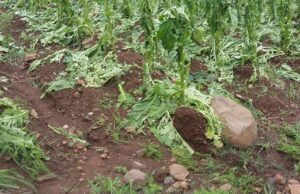 Tabaco | Pagamento do auxílio danos às lavouras chega a R$ 216 milhões