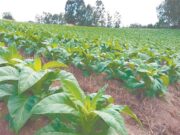Economia | Safra de tabaco 2023/2024 fecha em 508.041 toneladas