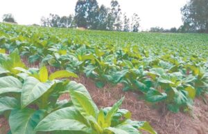 Economia | Safra de tabaco 2023/2024 fecha em 508.041 toneladas