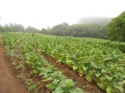 Economia | Safra 24/25 será impactada pelo aumento da área cultivada