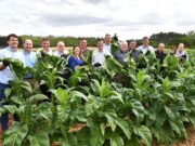 Tabaco | Parque da Expoagro Afubra sedia a abertura da colheita no RS