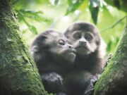 Meio ambiente | Estudo contratado pelo Cisvale mostra riqueza de espécies de animais silvestres
