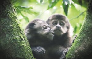 Meio ambiente | Estudo contratado pelo Cisvale mostra riqueza de espécies de animais silvestres