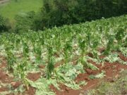 Tabaco | Começam os pagamentos de danos por granizo