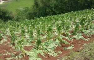 Tabaco | Começam os pagamentos de danos por granizo