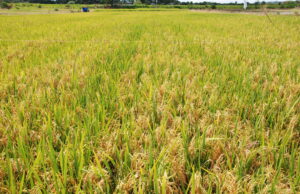 Conab | Safra gaúcha de grãos deve atingir 36,34 milhões de toneladas