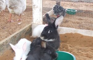 Expocande 2025 | Exposição vai valorizar diversidade agropecuária