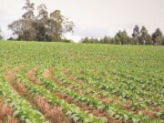 Conservação do solo | Setor do tabaco amplia iniciativas de preservação