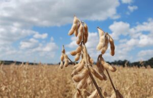 Produção de grãos | Safra gaúcha vai a 33,9 milhões de toneladas