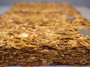 Tabaco | Exportações devem superar 2024 em até 15%