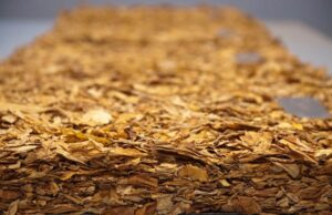 Tabaco | Exportações devem ultrapassar US$ 3 bilhões