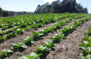 Tabaco | Campanha orienta sobre sementes e plantio