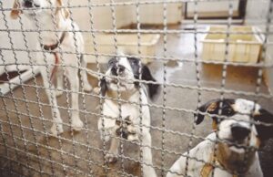 Bem-estar animal | Contra o abandono, mutirão ocorre a cada 15 dias