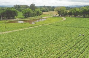 Tabaco | Relatório propõe novo olhar para o futuro