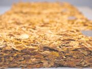 Tabaco | Exportações crescem 17,87% no quadrimestre