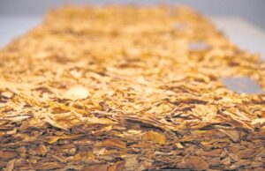 Tabaco | Exportações crescem 17,87% no quadrimestre