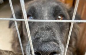 Adoção | Centro de Bem-Estar Animal vai abrir as portas neste domingo