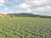 SindiTabaco 78 anos | Ações ambientais geram resultados eficazes