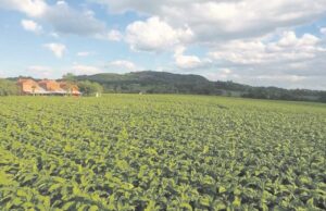 SindiTabaco 78 anos | Ações ambientais geram resultados eficazes