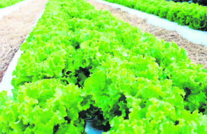 Agricultura | Chuva em excesso: legumes e verduras são as mais afetadas