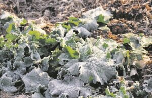 Agricultura | Frio afeta hortigranjeiros, mas ajuda grãos