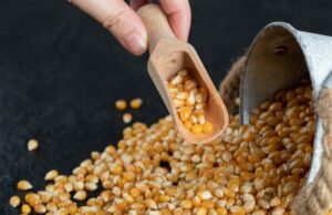 Agricultura | Vera Cruz fortalece apoio ao Programa Milho 100%