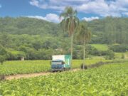 Tabaco | Coleta de embalagens de agrotóxicos em curso