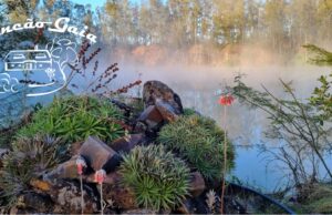 Meio Ambiente | Rincão Gaia promove vivência agroflorestal e agroecológica em setembro