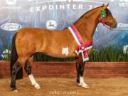 Expointer | Cavalo de Santa Cruz conquista títulos em Esteio