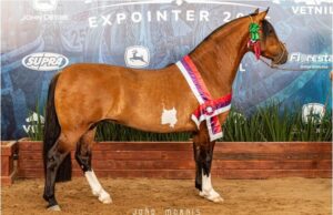 Expointer | Cavalo de Santa Cruz conquista títulos em Esteio