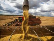 Agricultura | Brasil atinge recorde na colheita de grãos na safra 2024/25