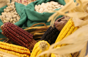 Educação | Grupo Gaia-Uergs realiza Dia de Campo em Agroecologia em Rio Pardo