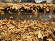 Tabaco em discussão | Trabalhadores pedem cautela na COP 11