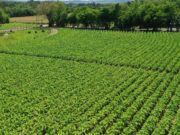 Agricultura | 7ª Abertura Oficial da Colheita do Tabaco será no Parque da Expoagro Afubra