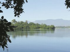 Dia Internacional da Biodiversidade | Ação local impulsiona proteção global da vida