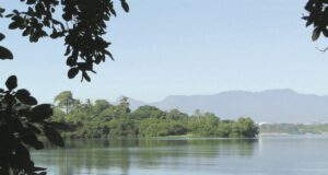 Dia Internacional da Biodiversidade | Ação local impulsiona proteção global da vida