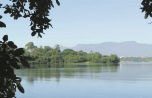 Dia Internacional da Biodiversidade | Ação local impulsiona proteção global da vida