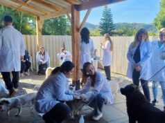 Cuidados veterinários | Projeto Braço Forte atende 42 animais em abrigo